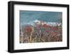 The Baltic Sea, RŸgen, Steep Coast, North Beach, Rowanberries-Catharina Lux-Framed Photographic Print