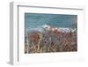 The Baltic Sea, RŸgen, Steep Coast, North Beach, Rowanberries-Catharina Lux-Framed Photographic Print