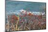 The Baltic Sea, RŸgen, Steep Coast, North Beach, Rowanberries-Catharina Lux-Mounted Photographic Print