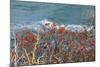 The Baltic Sea, RŸgen, Steep Coast, North Beach, Rowanberries-Catharina Lux-Mounted Photographic Print