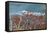 The Baltic Sea, RŸgen, Steep Coast, North Beach, Rowanberries-Catharina Lux-Framed Stretched Canvas