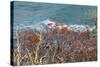 The Baltic Sea, RŸgen, Steep Coast, North Beach, Rowanberries-Catharina Lux-Stretched Canvas