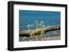 The Baltic Sea, RŸgen, Yarrow in Front of Blue Sea-Catharina Lux-Framed Photographic Print
