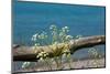 The Baltic Sea, RŸgen, Yarrow in Front of Blue Sea-Catharina Lux-Mounted Photographic Print