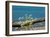 The Baltic Sea, RŸgen, Yarrow in Front of Blue Sea-Catharina Lux-Framed Photographic Print