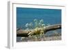 The Baltic Sea, RŸgen, Yarrow in Front of Blue Sea-Catharina Lux-Framed Photographic Print