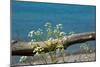 The Baltic Sea, RŸgen, Yarrow in Front of Blue Sea-Catharina Lux-Mounted Photographic Print