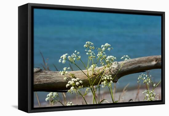 The Baltic Sea, RŸgen, Yarrow in Front of Blue Sea-Catharina Lux-Framed Stretched Canvas