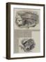 The Baltimore and Ohio Railway-null-Framed Giclee Print