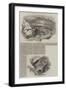 The Baltimore and Ohio Railway-null-Framed Giclee Print