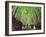 The Bamboo Forest of Kyoto, Japan-Sean Pavone-Framed Photographic Print