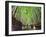 The Bamboo Forest of Kyoto, Japan-Sean Pavone-Framed Photographic Print