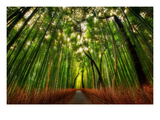 The Bamboo Forest-Trey Ratcliff-Stretched Canvas