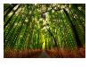 The Bamboo Forest-Trey Ratcliff-Stretched Canvas