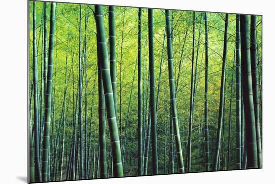 The Bamboo Grove-Robert Churchill-Mounted Art Print
