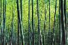 The Bamboo Grove-Robert Churchill-Lamina Framed Art Print