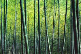 The Bamboo Grove-Robert Churchill-Lamina Framed Art Print