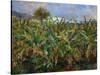 The Banana Plantation, 1881-Pierre-Auguste Renoir-Stretched Canvas