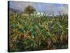 The Banana Plantation, 1881-Pierre-Auguste Renoir-Stretched Canvas