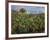 The Banana Plantation, 1881-Pierre-Auguste Renoir-Framed Giclee Print