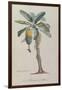 The Banana Tree, from 'Flore Des Antilles' by François Richard De Tussac, 1808 (Coloured Engraving)-Pierre Jean Francois Turpin-Framed Giclee Print