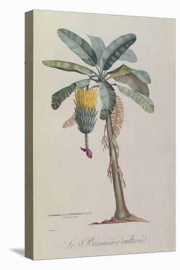 The Banana Tree, from 'Flore Des Antilles' by François Richard De Tussac, 1808 (Coloured Engraving)-Pierre Jean Francois Turpin-Stretched Canvas