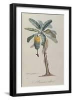 The Banana Tree, from 'Flore Des Antilles' by François Richard De Tussac, 1808 (Coloured Engraving)-Pierre Jean Francois Turpin-Framed Giclee Print
