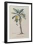 The Banana Tree, from 'Flore Des Antilles' by François Richard De Tussac, 1808 (Coloured Engraving)-Pierre Jean Francois Turpin-Framed Giclee Print