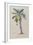 The Banana Tree, from 'Flore Des Antilles' by François Richard De Tussac, 1808 (Coloured Engraving)-Pierre Jean Francois Turpin-Framed Giclee Print