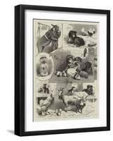 The Band of Kindness Donkey and Pet Show at Manchester-null-Framed Giclee Print