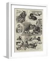 The Band of Kindness Donkey and Pet Show at Manchester-null-Framed Giclee Print