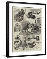 The Band of Kindness Donkey and Pet Show at Manchester-null-Framed Giclee Print