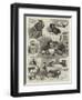 The Band of Kindness Donkey and Pet Show at Manchester-null-Framed Giclee Print