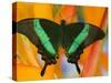 The Banded Peacock Swallowtail-Darrell Gulin-Stretched Canvas