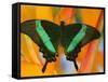 The Banded Peacock Swallowtail-Darrell Gulin-Framed Stretched Canvas