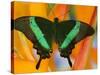 The Banded Peacock Swallowtail-Darrell Gulin-Stretched Canvas