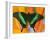 The Banded Peacock Swallowtail-Darrell Gulin-Framed Premium Photographic Print