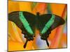 The Banded Peacock Swallowtail-Darrell Gulin-Mounted Premium Photographic Print