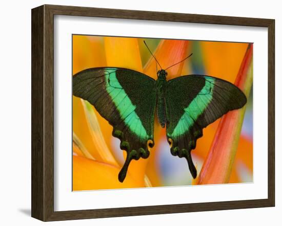 The Banded Peacock Swallowtail-Darrell Gulin-Framed Photographic Print