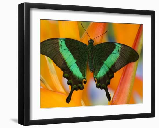 The Banded Peacock Swallowtail-Darrell Gulin-Framed Photographic Print