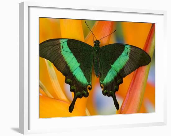 The Banded Peacock Swallowtail-Darrell Gulin-Framed Photographic Print