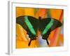 The Banded Peacock Swallowtail-Darrell Gulin-Framed Photographic Print