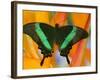 The Banded Peacock Swallowtail-Darrell Gulin-Framed Photographic Print