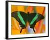 The Banded Peacock Swallowtail-Darrell Gulin-Framed Photographic Print