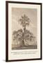 The Banian Tree and Burr Tree, United-Baron De Montalemert-Framed Art Print