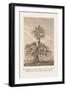 The Banian Tree and Burr Tree, United-Baron De Montalemert-Framed Art Print