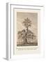 The Banian Tree and Burr Tree, United-Baron De Montalemert-Framed Art Print