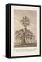 The Banian Tree and Burr Tree, United-Baron De Montalemert-Framed Stretched Canvas