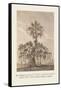 The Banian Tree and Burr Tree, United-Baron De Montalemert-Framed Stretched Canvas
