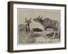 The Banteng-null-Framed Giclee Print